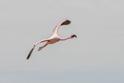 Greater Flamingo.jpg